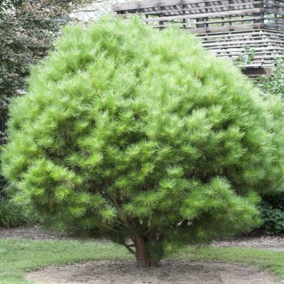 Pinus densiflora Umbraculifera, Japansk Rödtall