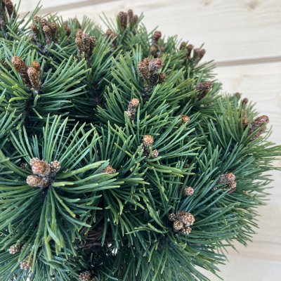 Pinus mugo Mops, Bergtall Stam