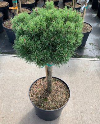 Pinus mugo Mops, Bergtall Stam