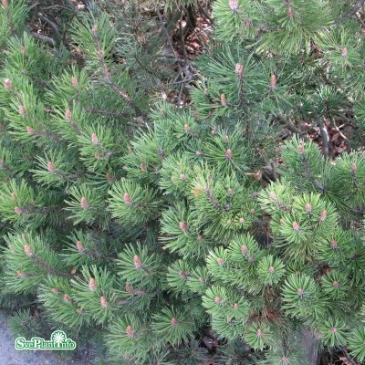 Pinus mugo Turra (Mughus), Dvärgtall, 20-25 C2