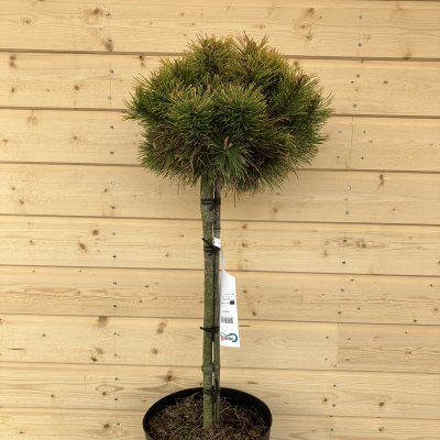 Pinus mugo Winter Sun, Bergtall, 60 stam C10