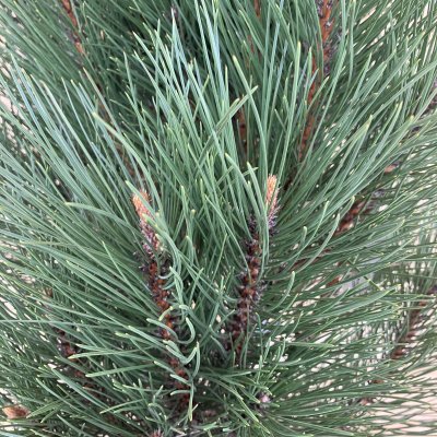 Pinus nigra Green Geysir, Pelartall