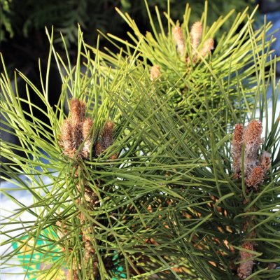 Pinus nigra Green Tower, Svarttall, C2