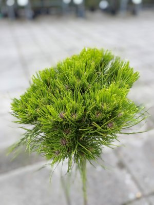 Pinus nigra Marie Brégeon ®, Svarttall Stam