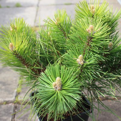 Pinus nigra Nana, Svarttall, C2