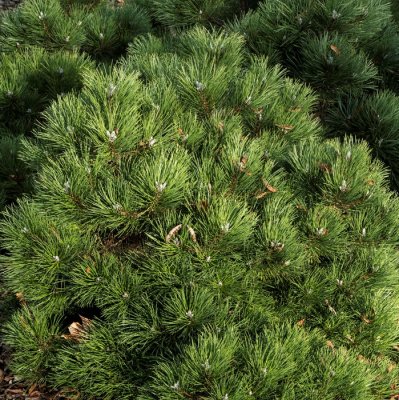 Pinus nigra Nana, Svarttall, C2