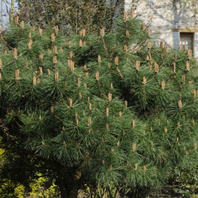 Pinus nigra Pierrick Brégeon ®, Svarttall