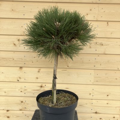Pinus nigra Pinc, Svarttall