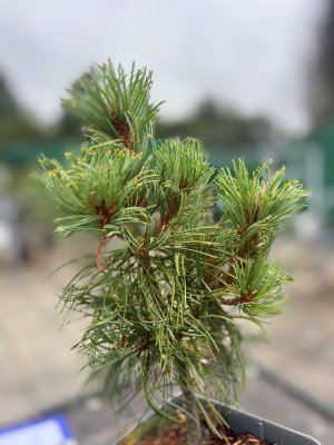Pinus parviflora Schoon´s Bonsai, Silvertall