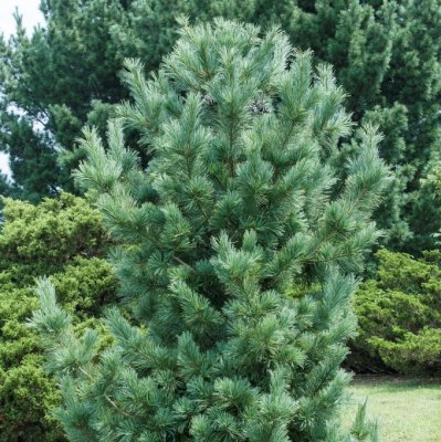 Pinus strobus Fastigiata, Pelartall, 80-100 C10