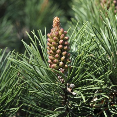Pinus uncinata