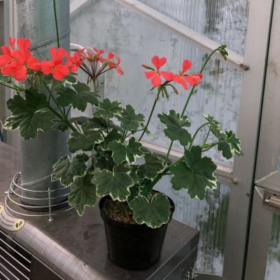 Dekorativpelargon Platinum, kruka