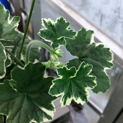 Dekorativpelargon Platinum, kruka