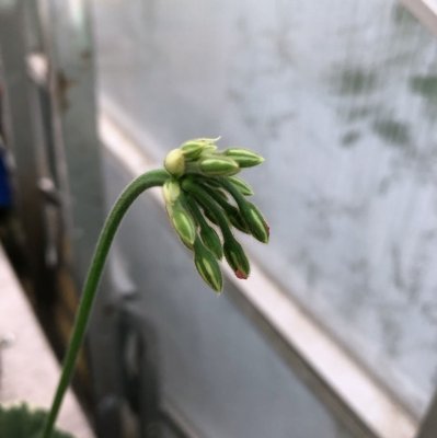 Dekorativpelargon Platinum, kruka