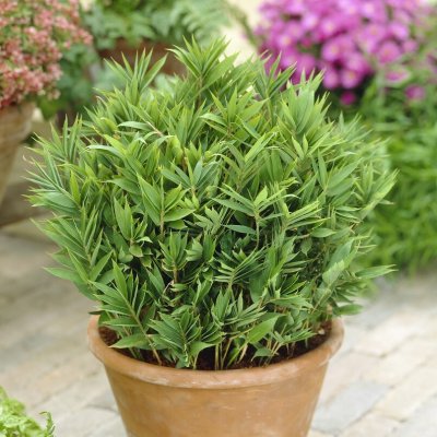 Pleioblastus pygmaeus (distichus), Pyttegrenbambu