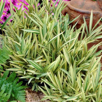 Pleioblastus variegatus (fortunei), Grenbambu, P9cm