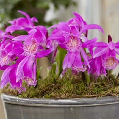 Jungfrusko Pleione Tongariro 1st