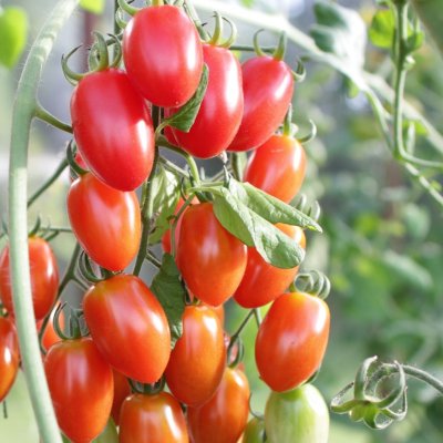 Plommontomat San Marzano Krebs Elena, Ekologisk