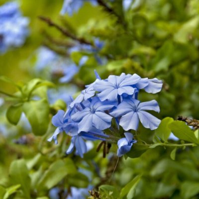 Plumbago auriculata