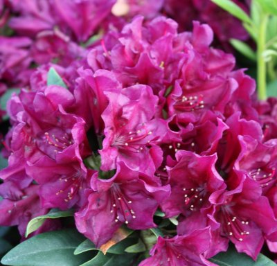 Rhododendron hybr. Polarnacht, Rododendron, 40-50 C5