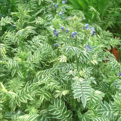 Polemonium caeruleum Blanjou ® (Brise d'anjou), Blågull, P9cm
