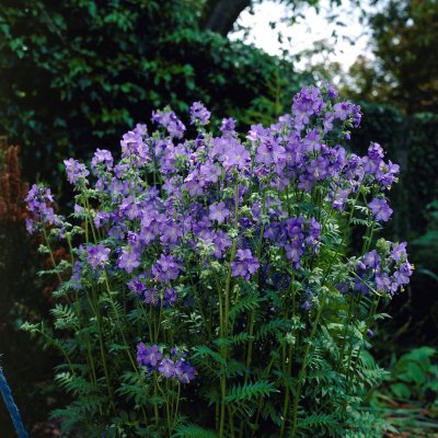 Polemonium caeruleum, Blågull, P9cm