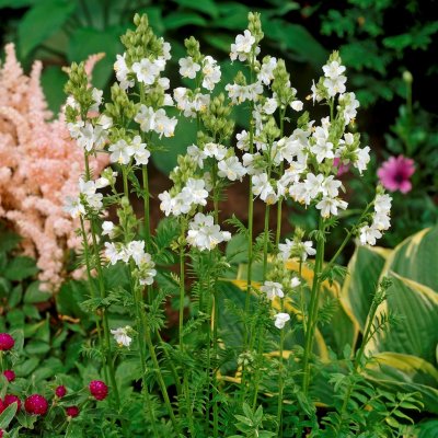 Polemonium caeruleum Album, Vit Blågull, P9cm