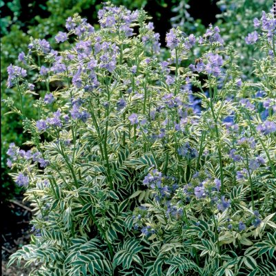 Polemonium caeruleum Blanjou ® (Brise d'anjou), Blågull, P9cm