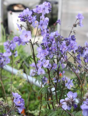 Polemonium caeruleum Purple Rain, Blågull, P9cm