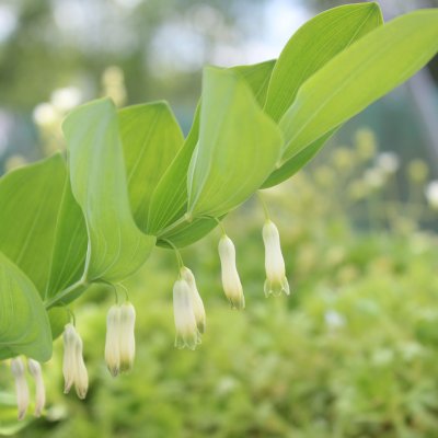 Polygonatum biflorum, Amerikanskt Jätterams