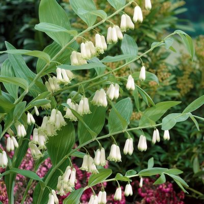 Polygonatum multiflorum, Storrams