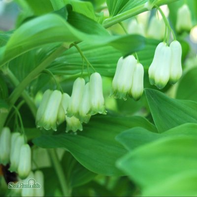 Polygonatum multiflorum, Storrams, C1