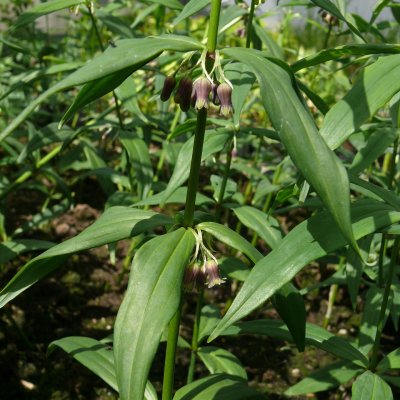 Polygonatum zanlanscianense, Kinesisk Jätterams, P11cm