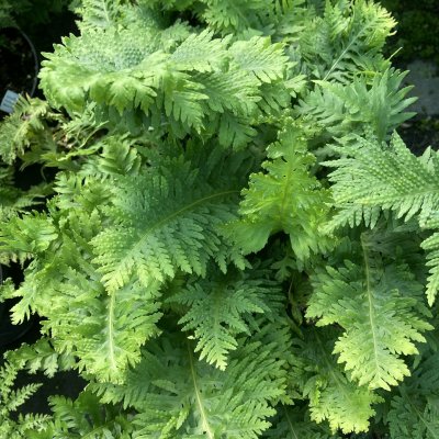 Polypodium cambricum Oakleyae, Sydstensöta, P9cm