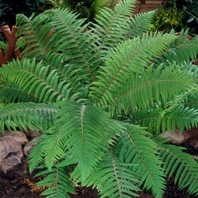 Polystichum aculeatum, Uddbräken, P11cm