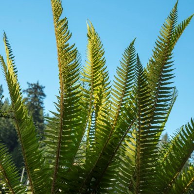 Polystichum munitum, Svärdbräken, P11cm