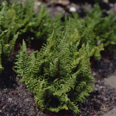 Polystichum setiferum Congestum, Spetsbräken