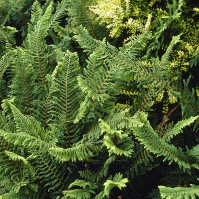 Polystichum setiferum Proliferum, Spetsbräken