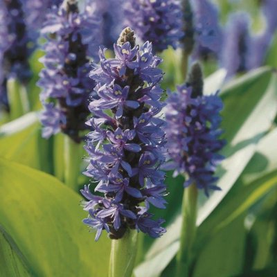 Pontederia cordata, Pontederia, P9cm