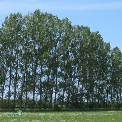 Populus x canadensis Robusta, Goilatpoppel 10-pack, 65-100 barrot