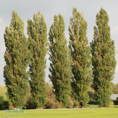 Populus nigra Italica, Italiensk Pelarpoppel 10-pack, 65-100 barrot