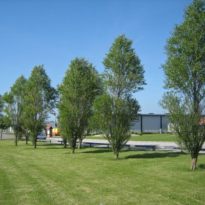 Populus simonii Fastigiata, Häckpoppel 10-pack, 65-100 barrot