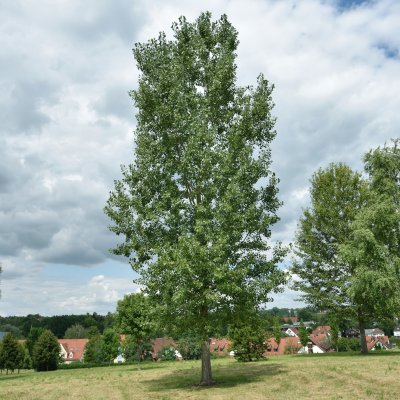 Populus x canadensis Robusta, Goliatpoppel