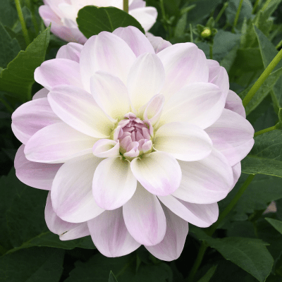 Dahlia Näckros Porcelain 1st