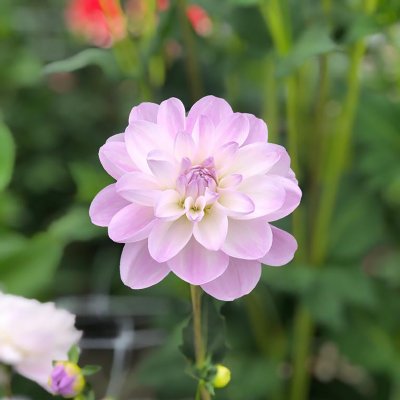 Dahlia Näckros Porcelain 1st