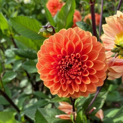 Dahlia Boll Portofino 1st