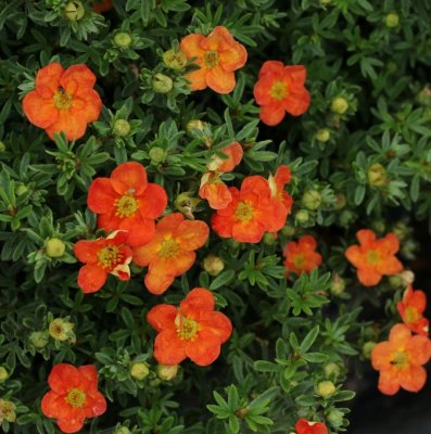 Dasiphora fruticosa Red Ace