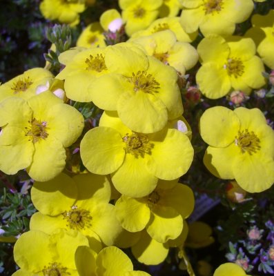 Dasiphora fruticosa Kobold