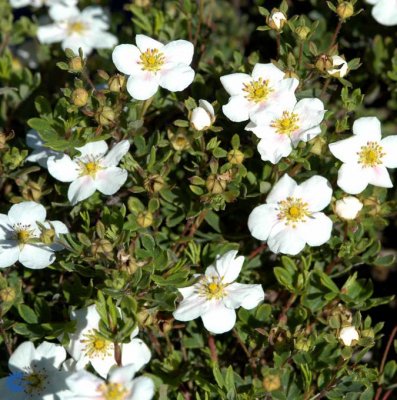 Dasiphora (Potentilla) fruticosa Snowbird, Ölandstok
