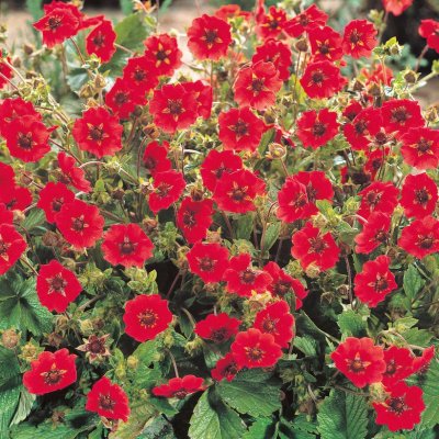 Potentilla atrosanguinea, Blodfingerört, P9cm